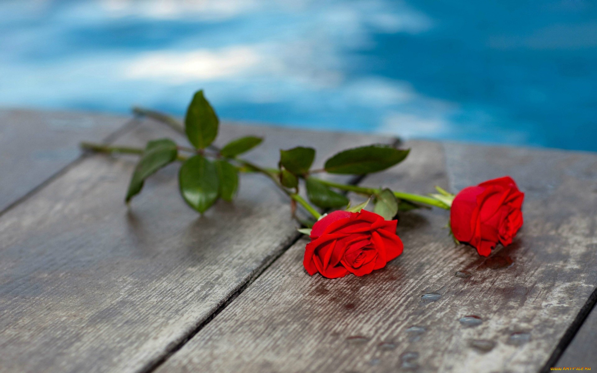 Цветы в честь памяти. Розы лежат на столе. Две розы. Цветы лежат на столе.